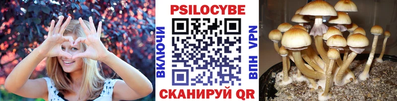 Псилоцибиновые грибы Cubensis Заинск